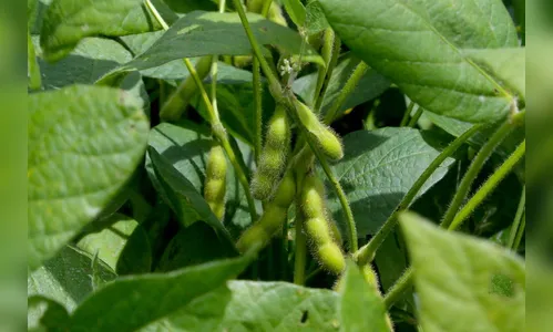 No Paraná, Vazio Sanitário da Soja termina quinta-feira