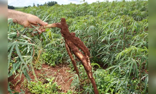 Boletim agropecuário destaca retomada do plantio de mandioca