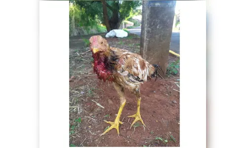 Galo ferido é encontrado dentro de saco de lixo em Apucarana