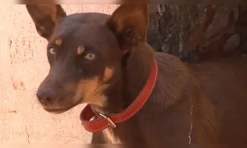 Cachorro acha quase 4 mil em dinheiro e ajuda devolver ao dono