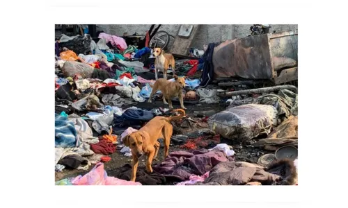 Morador de Curitiba é preso por incendiar casa da inquilina; 10 cães morreram