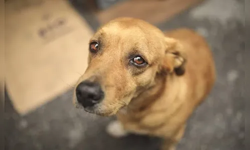 Projeto aumenta punição para quem maltratar cães e gatos