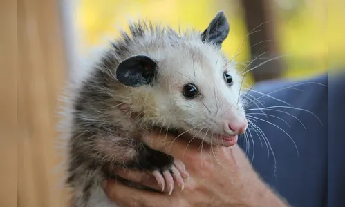 Filhote de gambá é capturado pela GM de Arapongas