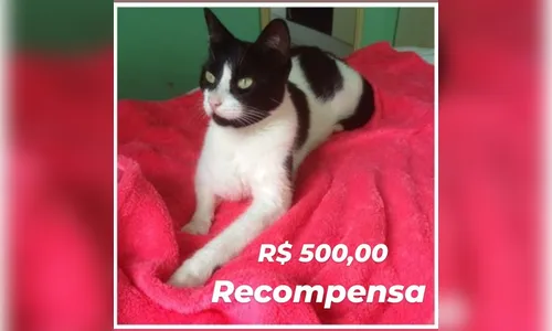 Apucaranense oferece recompensa para quem encontrar gato desaparecido