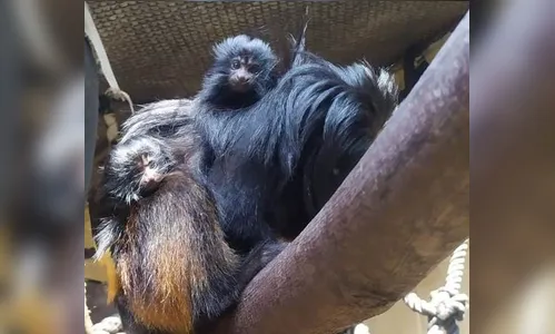 Filhotes de mico-leão-preto nascem em SP; animal está em extinção