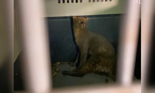 Gato-mourisco machucado é resgatado em Mariluz