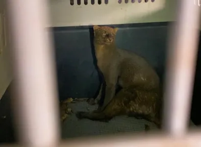 Gato-mourisco machucado é resgatado em Mariluz