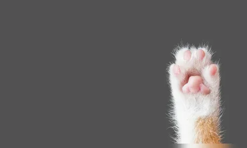 Filhotes de gatos são encontrados mortos e com cabeças cortadas em Apucarana