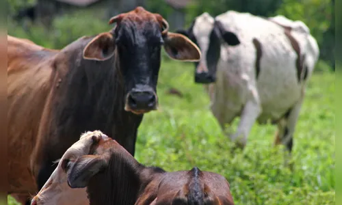 Três cabeças de gado são furtadas em Rosário do Ivaí