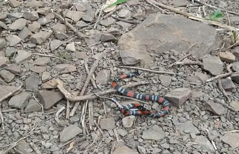 Cobra 'falsa coral' é capturada em residência de Arapongas