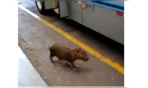 Capivara é flagrada dentro do Terminal Urbano de Apucarana; assista