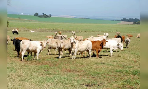 Adapar publica relatório sobre brucelose e tuberculose bovinas