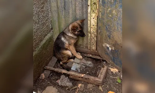 Mulher é presa suspeita de manter 197 animais em criadouro clandestino