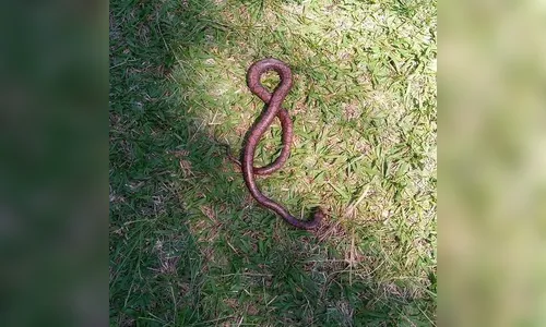 Mulher leva cobra para passear no Centro de Belo Horizonte; Assista
