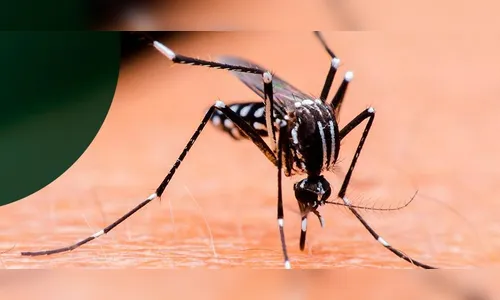 Temperaturas altas trazem preocupação com mosquito da dengue