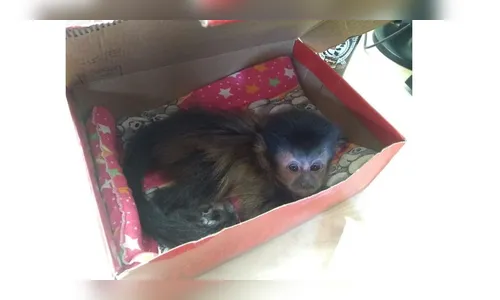 GM Ambiental de Arapongas resgata 10 animais por mês