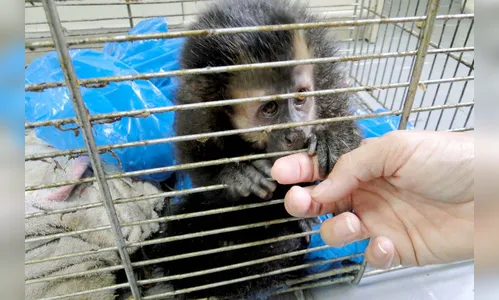 IAT conta com parcerias para atendimento de animais silvestres