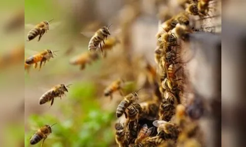 Mulher morre  atacada por enxame de abelhas em Imbaú