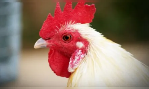 Cães de vizinho atacam e 20 galinhas são mortas em Apucarana