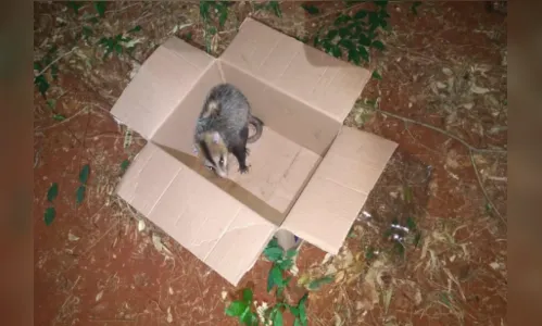 Gambá é capturado dentro do amortecedor de um veículo em Arapongas