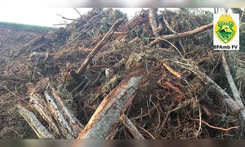 Sitiante recebe multa por dano em floresta em Ariranha do Ivaí