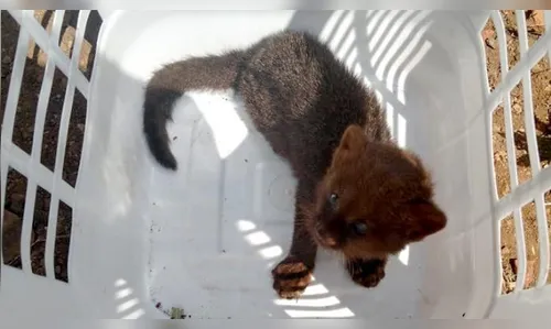 Puma em extinção é resgatado pela GM na região