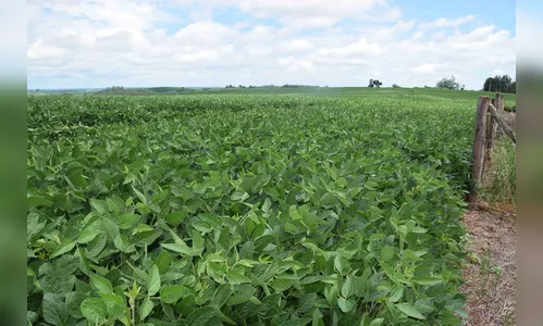 Valorizada, soja terá plantio 4% maior na região de Ivaiporã