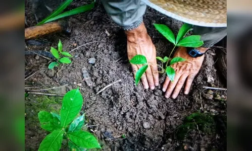Plantio de mudas nativas em todo o Estado marca o Dia da Árvore
