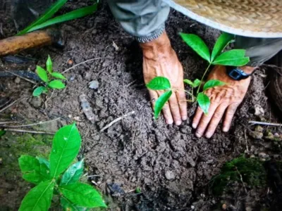 Plantio de mudas nativas em todo o Estado marca o Dia da Árvore