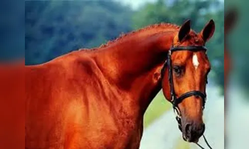 Furto de cavalo é registrado em Apucarana; dois garotos são suspeitos