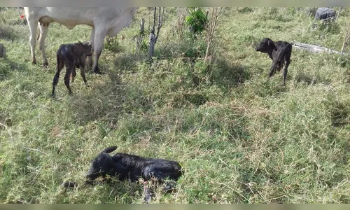 Três vacas dão à luz bezerros trigêmeos ao mesmo tempo no interior do Paraná