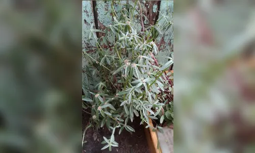 Mulher de Maringá planta sementes enviadas da China