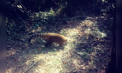 Paraná vai ampliar atendimento à fauna vítima de tráfico e maus-tratos