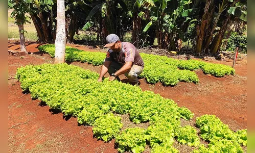 Cultivo de hortas domésticas cresce e gera renda familiar