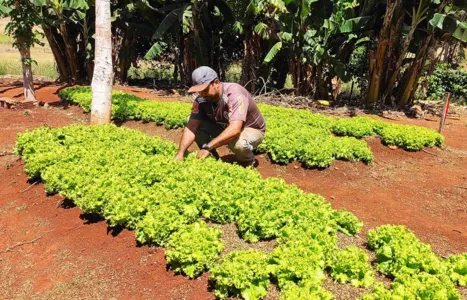 Pequenas hortas auxilia na melhora da qualidade da alimentação da população e gera renda extra para os produtores.