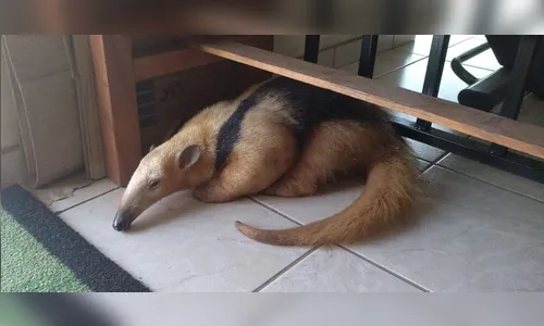 Tamanduá invade academia em Borrazópolis e chama atenção