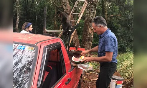 Apucaranense alimenta 64 macacos diariamente na Mata do Schimdt