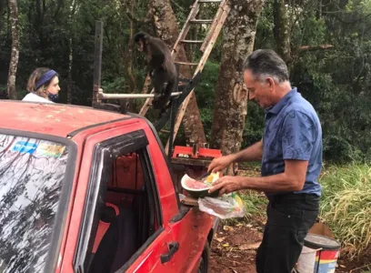 Apucaranense alimenta 64 macacos diariamente na Mata do Schimdt