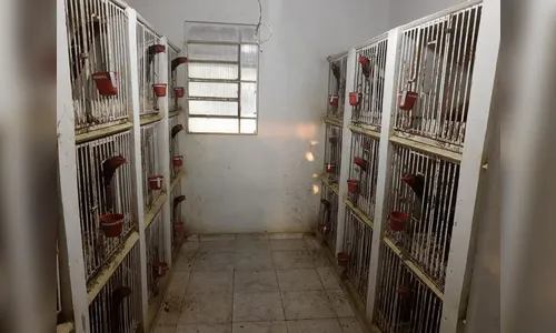 Duas pessoas são presas e 128 galos de briga apreendidos em Ivaiporã; assista