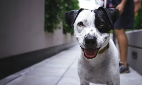 Bolsonaro sanciona lei que aumenta pena para maus-tratos a cães e gatos