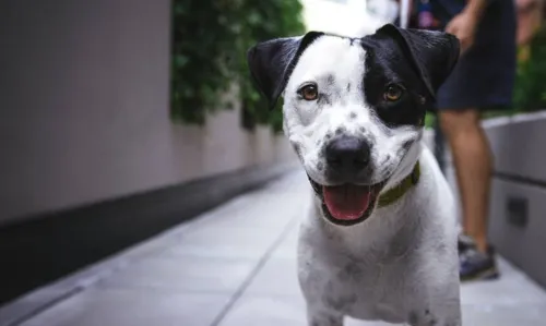 Bolsonaro sanciona lei que aumenta pena para maus-tratos a cães e gatos