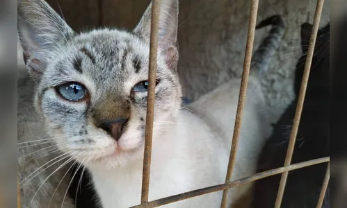 Em dois meses, 5.300 cães e gatos são esterilizados no Paraná