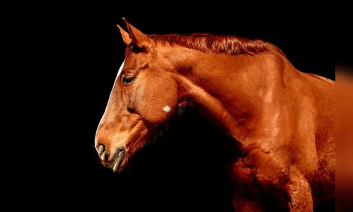 Cavalo atropelado em via pública de Arapuã é encontrado abandonado