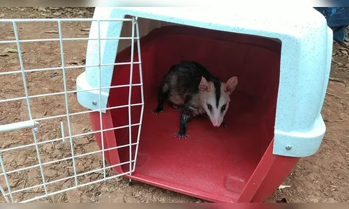 GM de Arapongas captura e realiza soltura de gambás; assista
