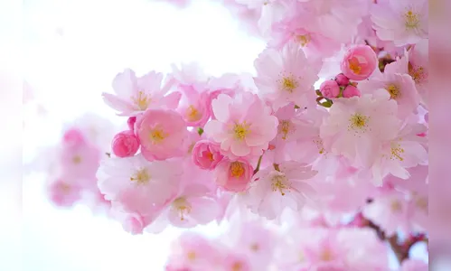 Primavera exige cuidados com as doenças alérgicas