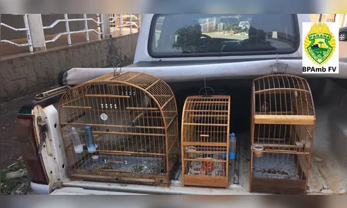 PM Ambiental de Apucarana multa homem por apanhar espécimes da fauna