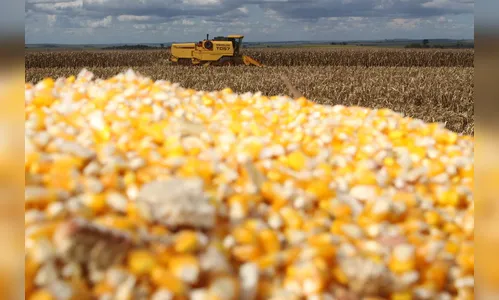 Boletim agropecuário ressalta bons preços do milho ao produtor