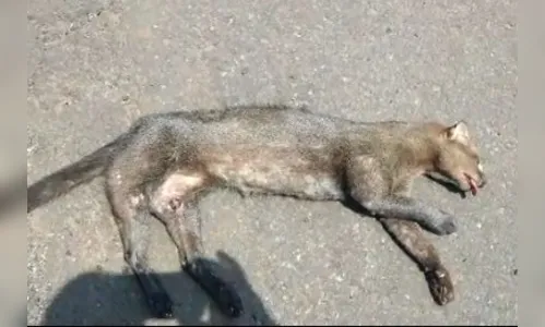 Onça é encontrada morta em rodovia de Lidianópolis