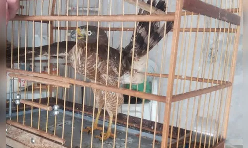Gavião Carijó tem asa decepada com cerol e é recolhido em Califórnia