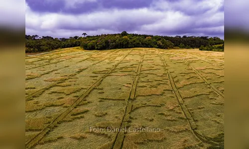 Marcas misteriosas surgem em plantação de cidade da Região Metropolitana de Curitiba e moradores desconfiam de ETs